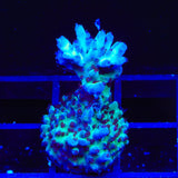 TSA Blueberry Shortcake Acropora Coral