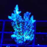 TSA Blueberry Shortcake Acropora Coral