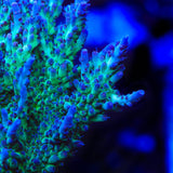 TSA Blueberry Shortcake Acropora Coral
