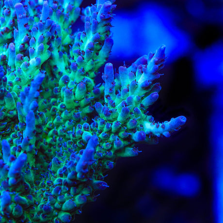 TSA Blueberry Shortcake Acropora Coral