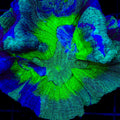 TSA Blueberry Splatter Pectinia Coral
