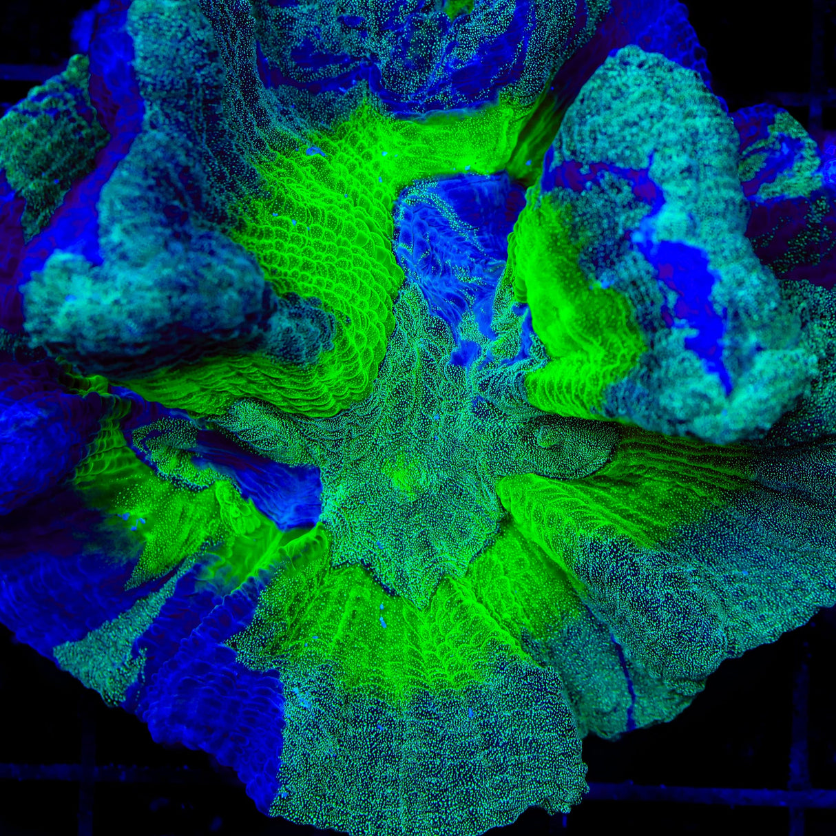 TSA Blueberry Splatter Pectinia Coral