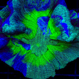 TSA Blueberry Splatter Pectinia Coral