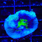 TSA Blueberry Splatter Pectinia Coral