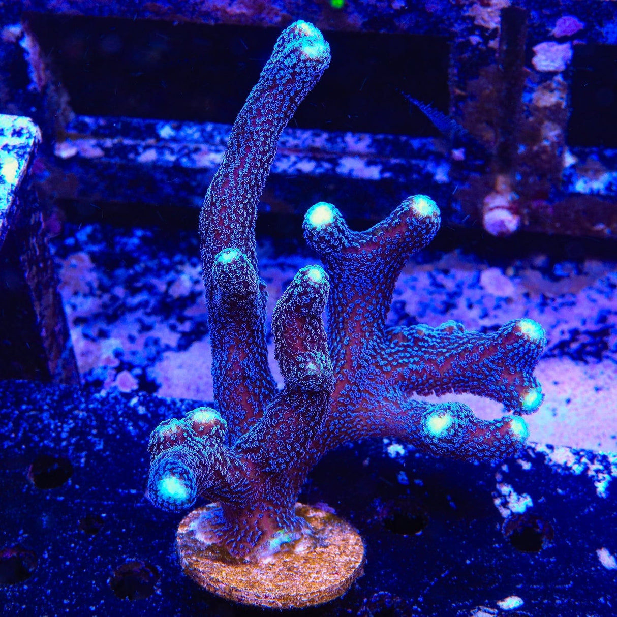 TSA Blueberry Stylophora Coral