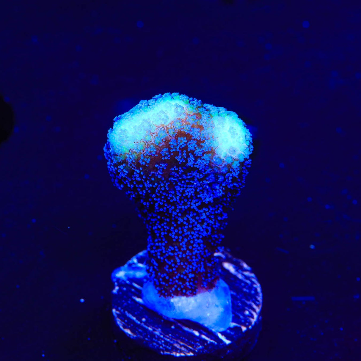 TSA Blueberry Stylophora Coral
