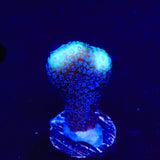 TSA Blueberry Stylophora Coral
