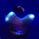 TSA Blueberry Stylophora Coral