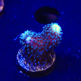 TSA Blueberry Stylophora Coral