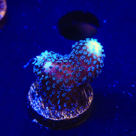 TSA Blueberry Stylophora Coral