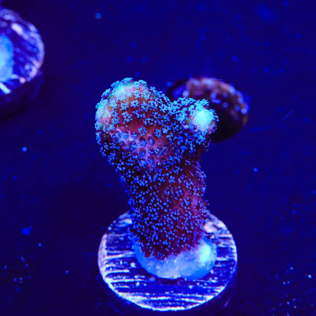 TSA Blueberry Stylophora Coral