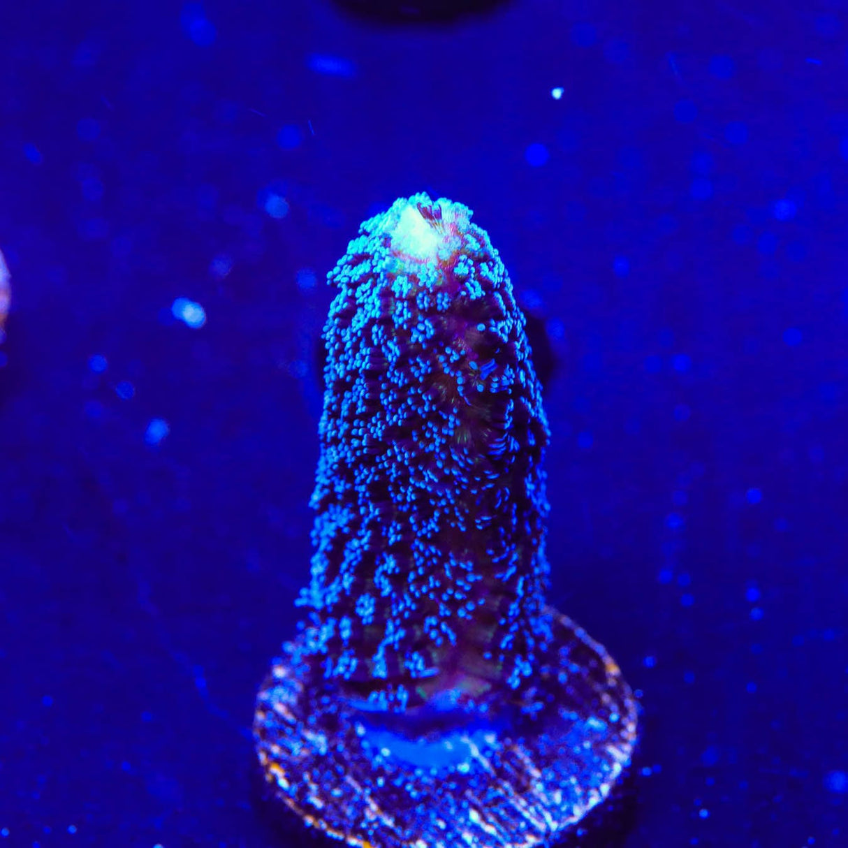 TSA Blueberry Stylophora Coral