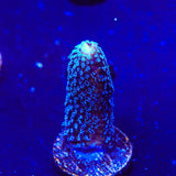 TSA Blueberry Stylophora Coral