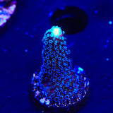 TSA Blueberry Stylophora Coral