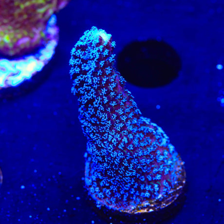 TSA Blueberry Stylophora Coral