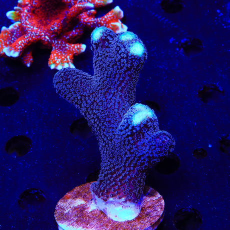 TSA Blueberry Stylophora XL Frag Coral