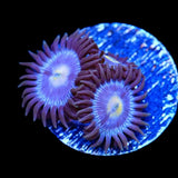 TSA Blueberry Zoanthid Coral