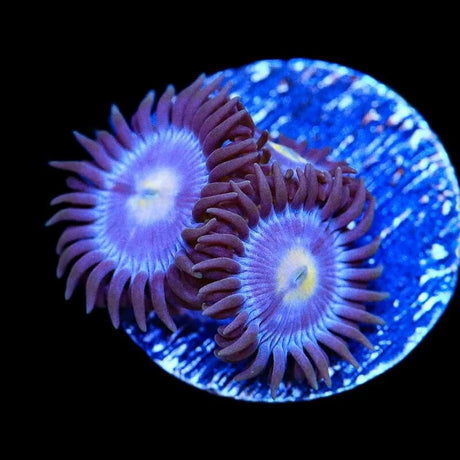 TSA Blueberry Zoanthid Coral