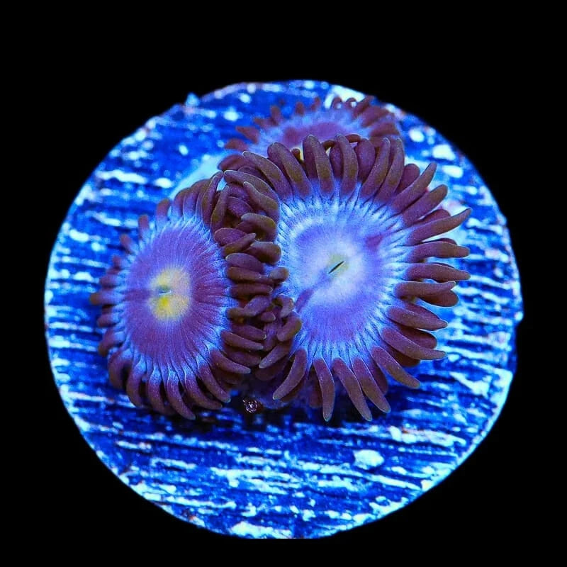 TSA Blueberry Zoanthid Coral