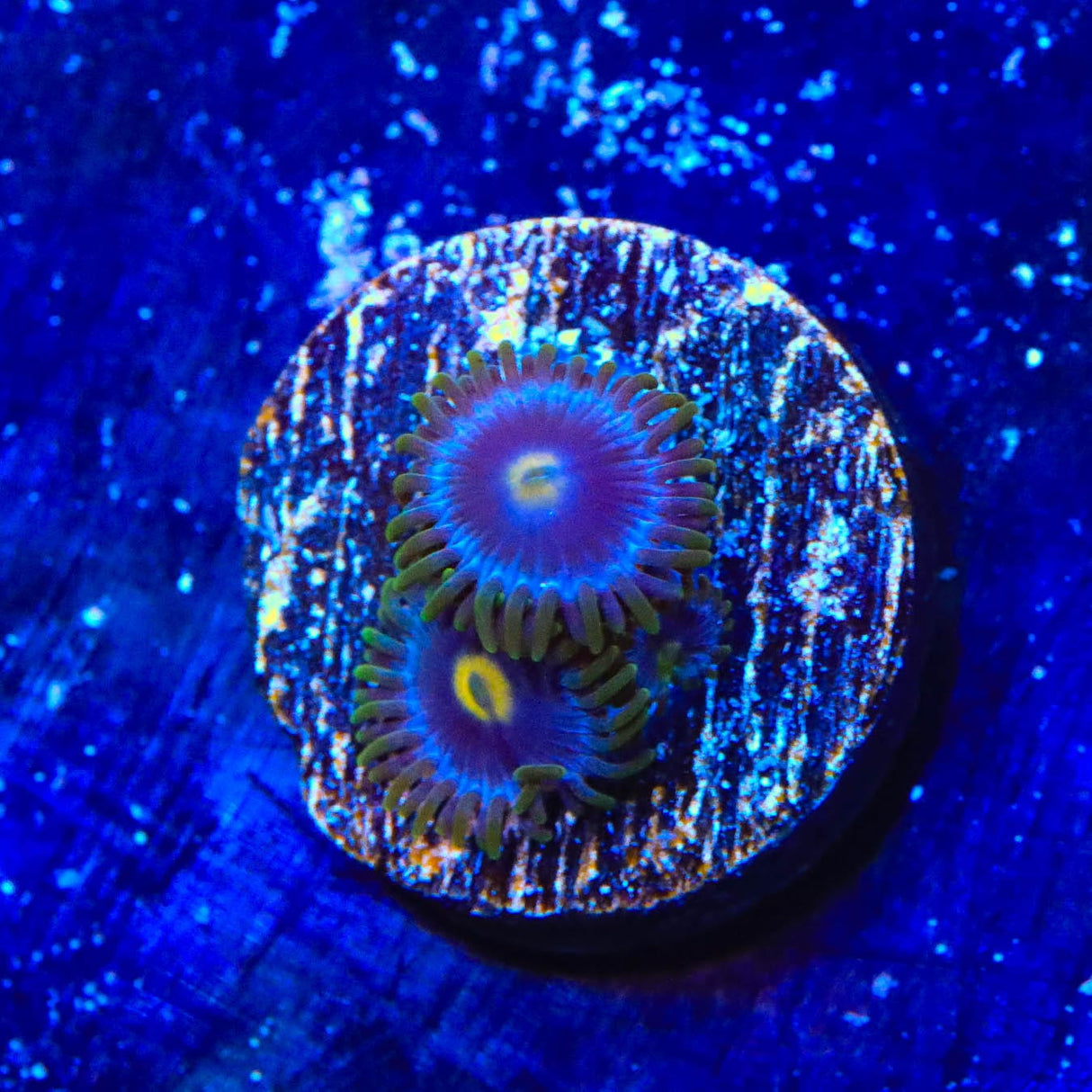 TSA Blueberry Zoanthids Coral
