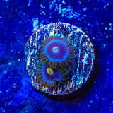 TSA Blueberry Zoanthids Coral