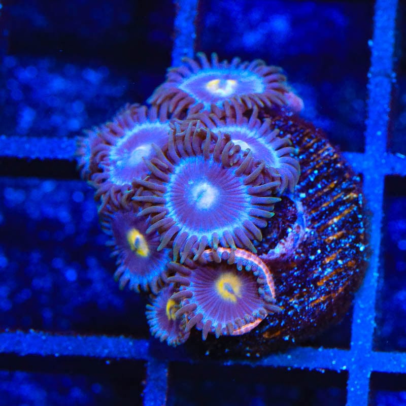 TSA Blueberry Zoanthids Coral