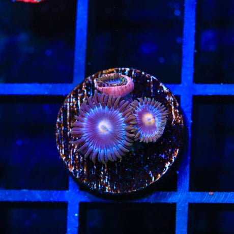 TSA Blueberry Zoanthids Coral