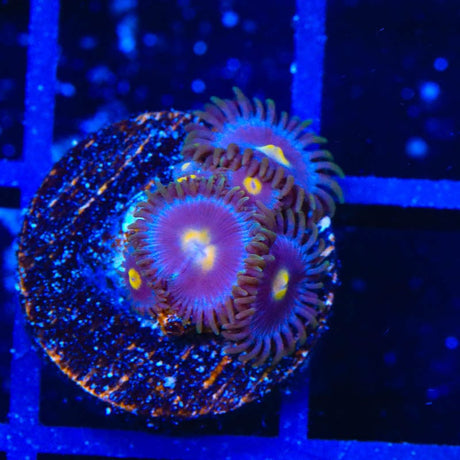 TSA Blueberry Zoanthids Coral