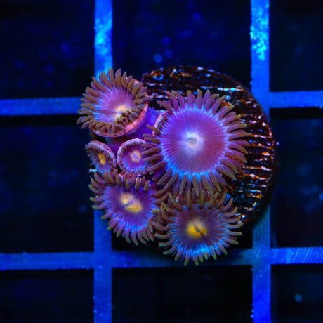 TSA Blueberry Zoanthids Coral