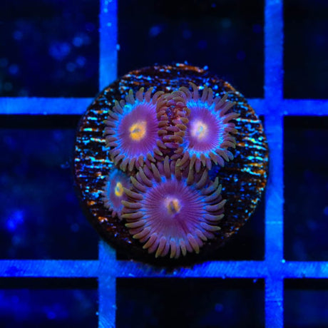 TSA Blueberry Zoanthids Coral