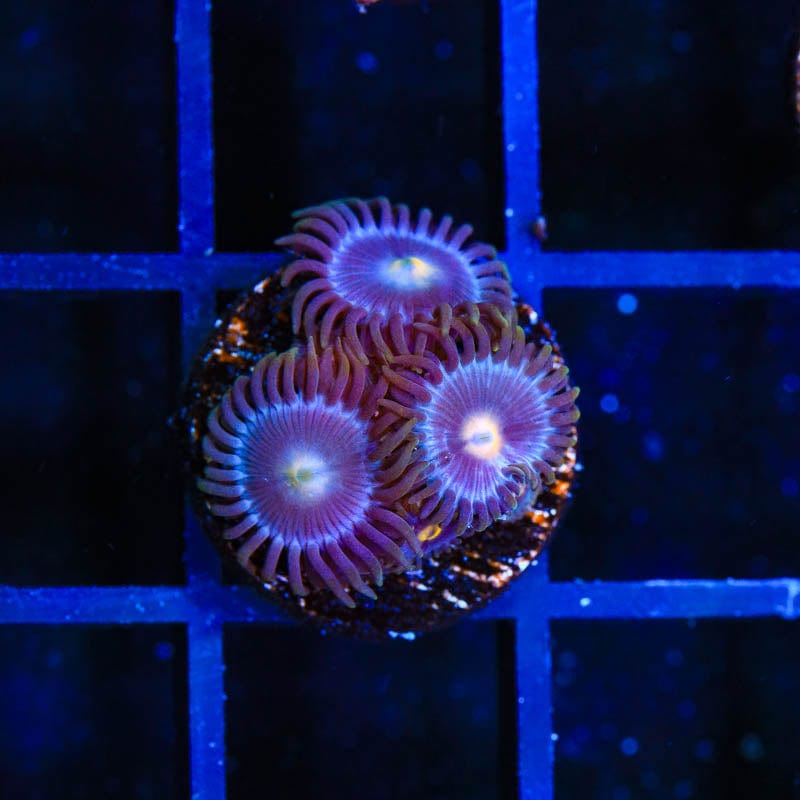 TSA Blueberry Zoanthids Coral