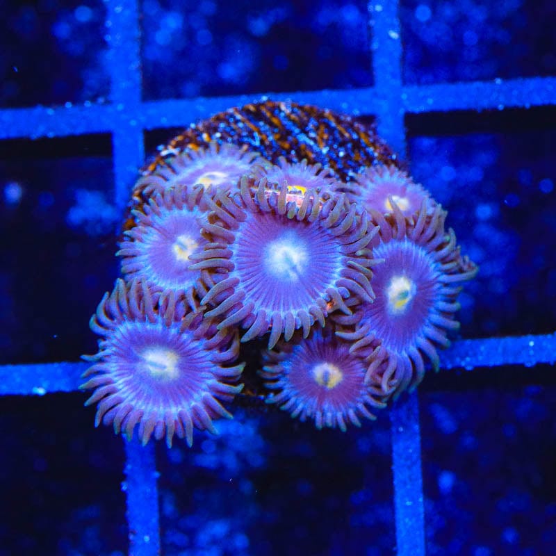 TSA Blueberry Zoanthids Coral