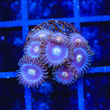 TSA Blueberry Zoanthids Coral