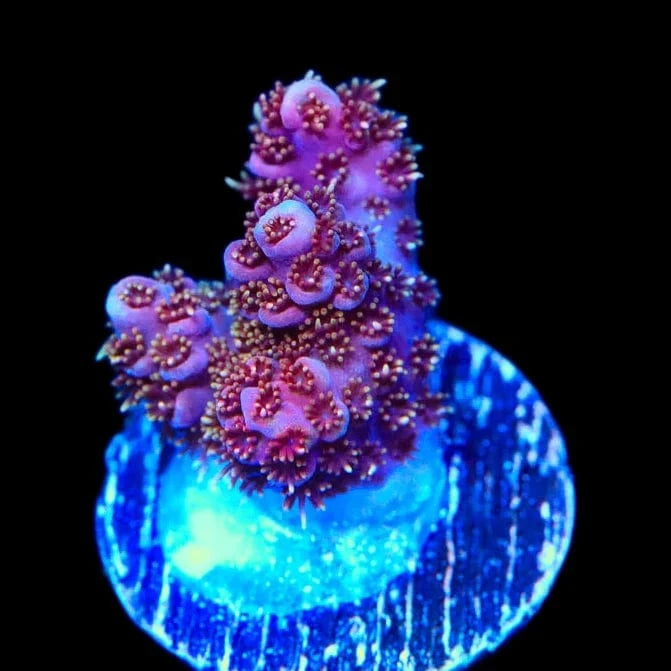 TSA Bo Katan Acropora Coral