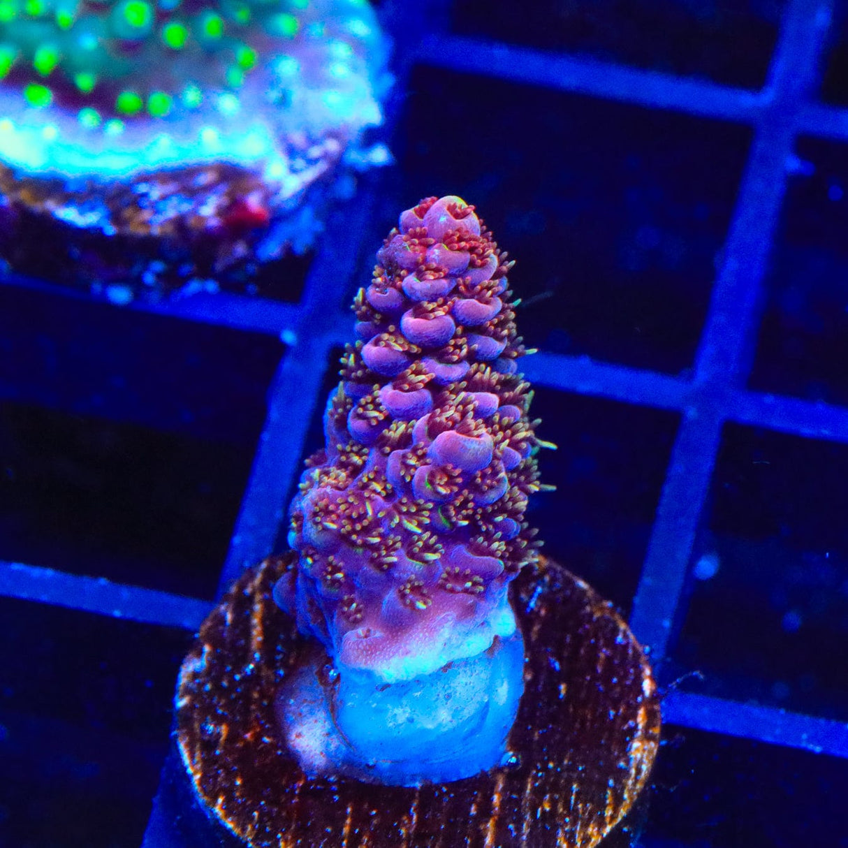 TSA Bo Katan Acropora Coral