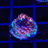 TSA Bo Katan Acropora Coral