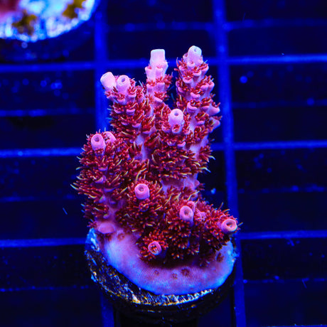 TSA Bo Katan Acropora Coral