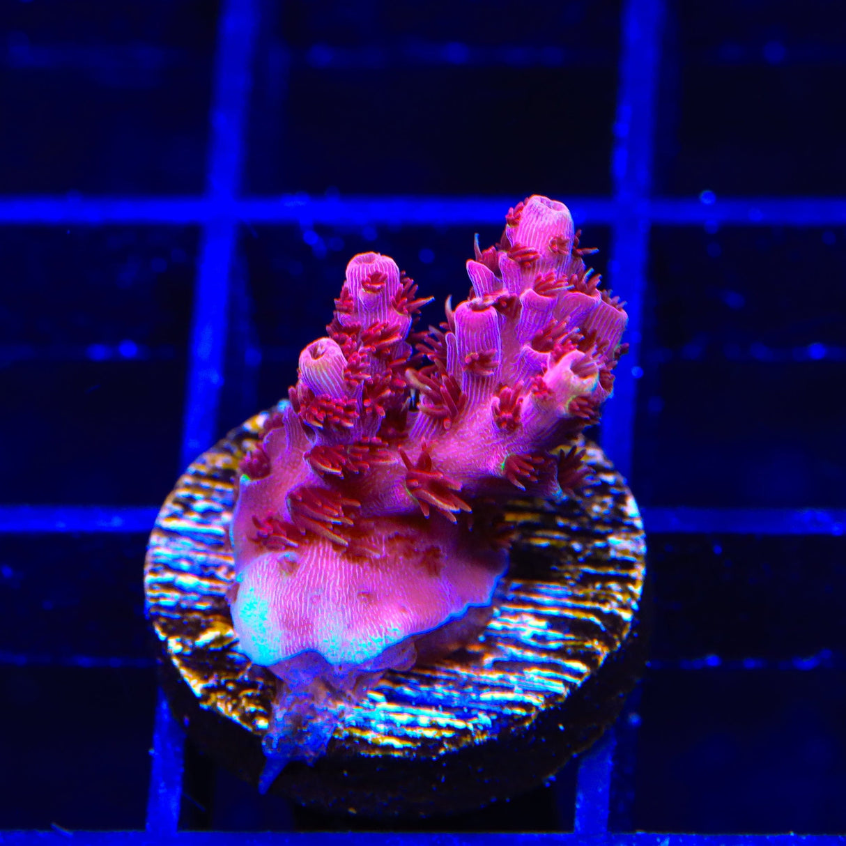 TSA Bo Katan Acropora Coral