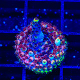 TSA Bo Katan Acropora Coral