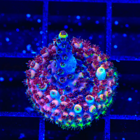 TSA Bo Katan Acropora Coral