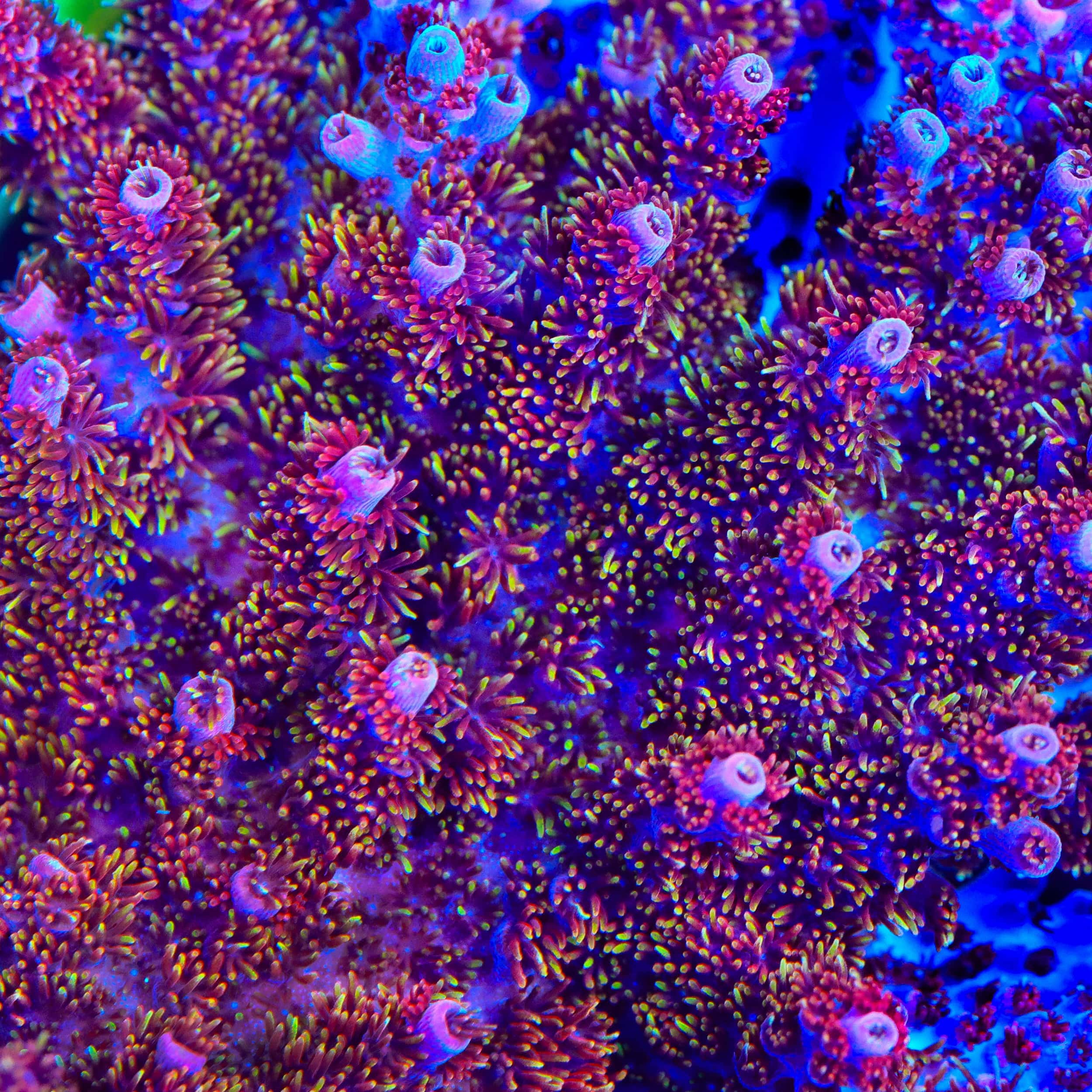 TSA Bo Katan Acropora Coral – Top Shelf Aquatics
