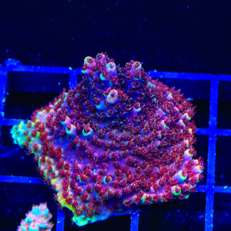 TSA Bo Katan Acropora Coral
