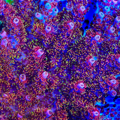 TSA Bo Katan Acropora Coral