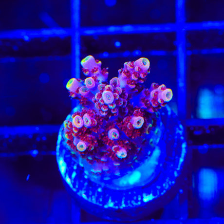 TSA Bo Katan Acropora Coral