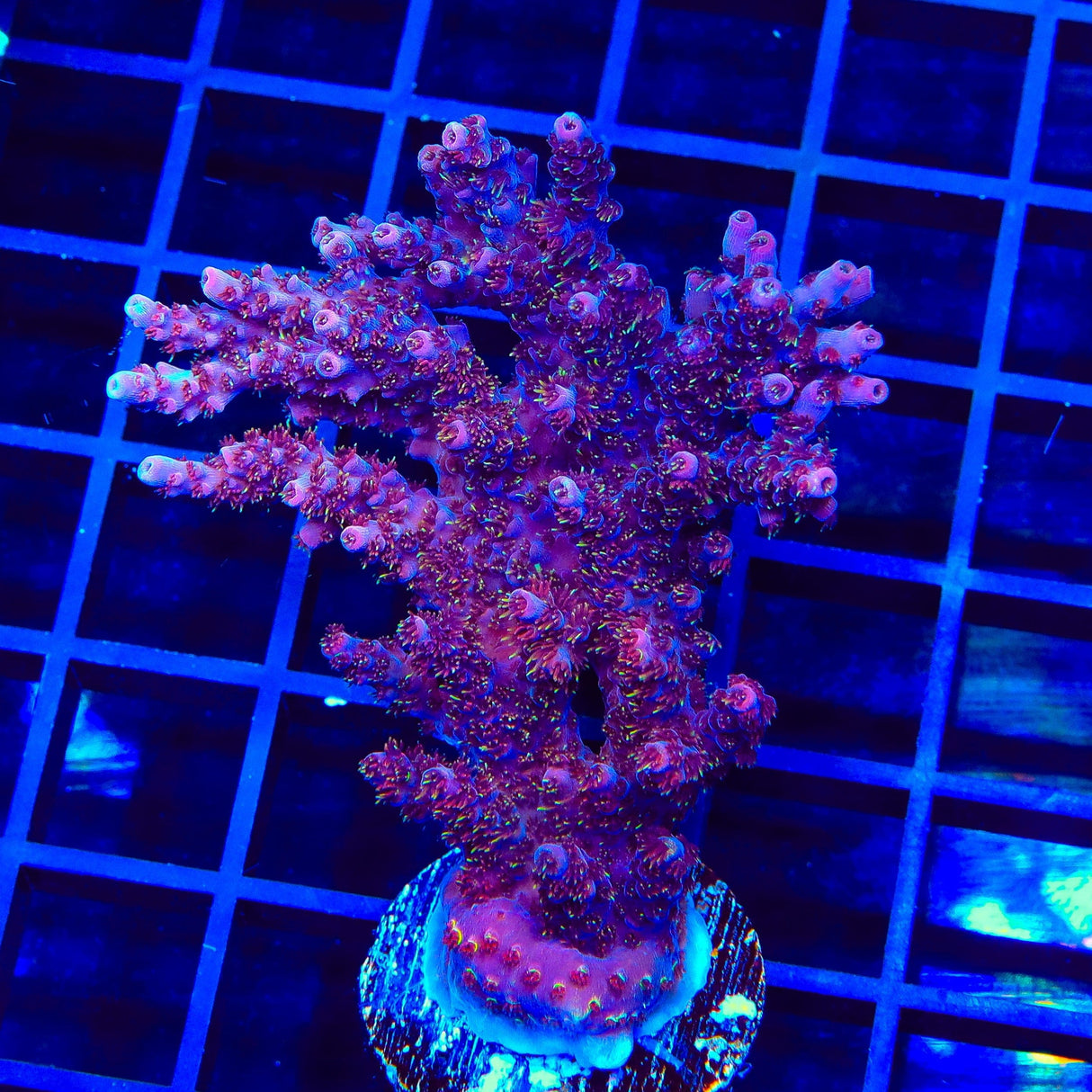 TSA Bo Katan Acropora XL Frag Coral