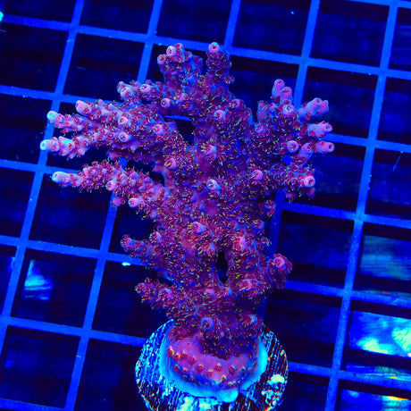 TSA Bo Katan Acropora XL Frag Coral