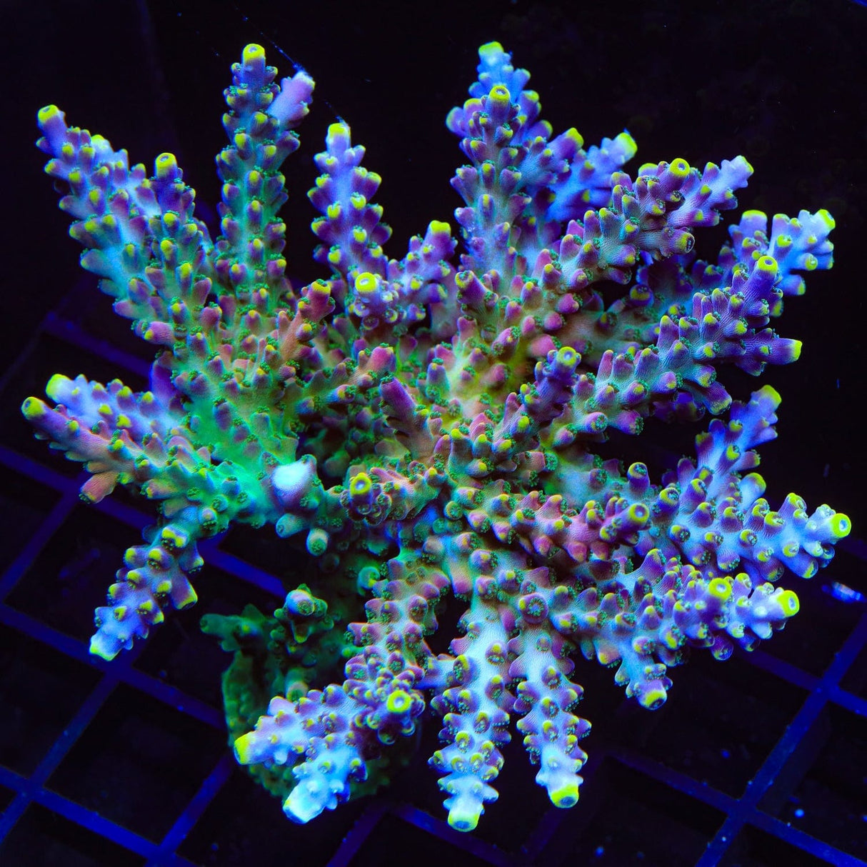 TSA Bollywood Acropora Coral