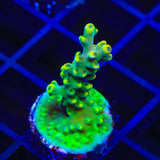TSA Bollywood Acropora Coral