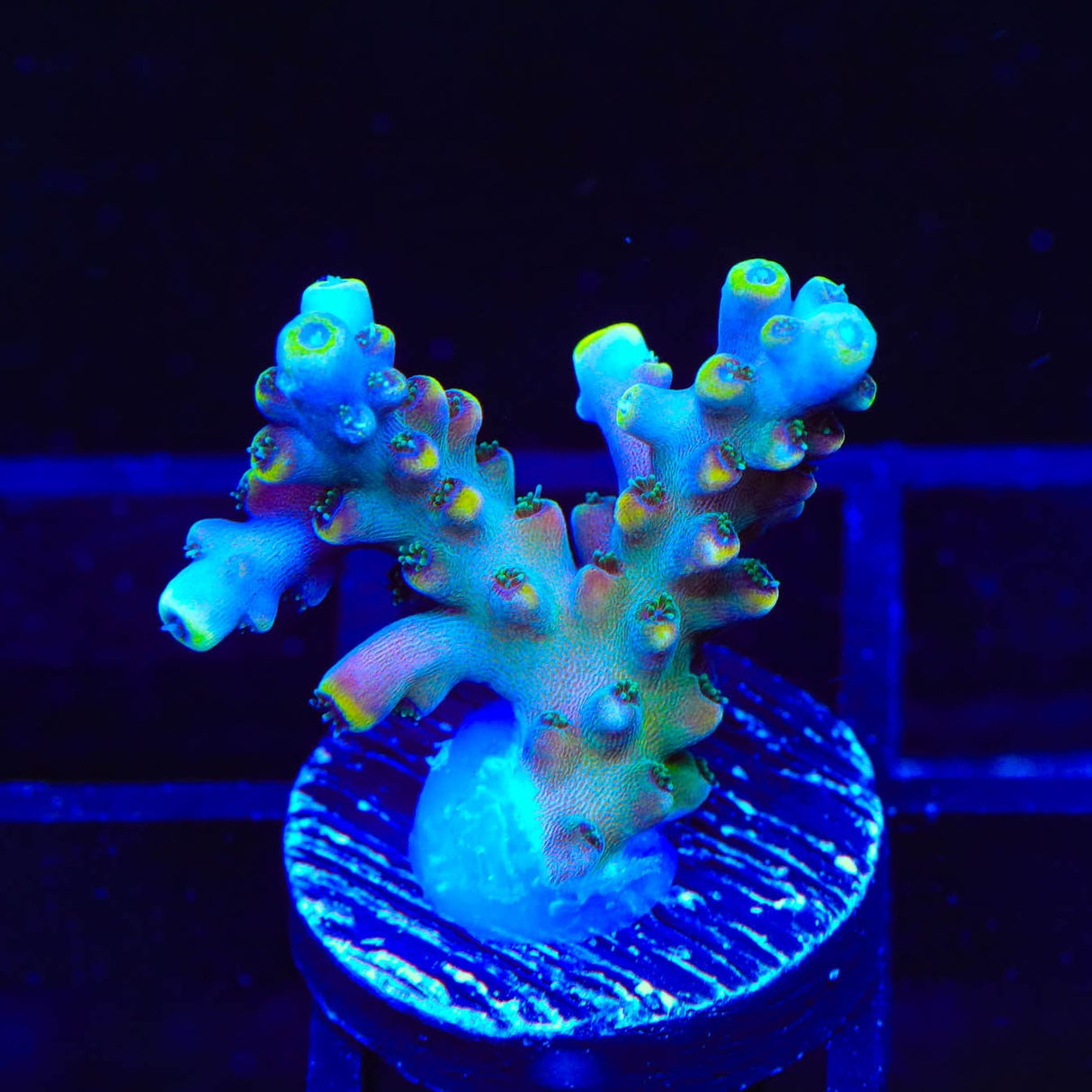 TSA Bollywood Acropora Coral