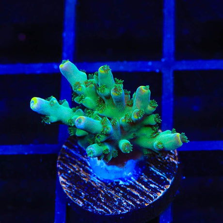 TSA Bollywood Acropora Coral